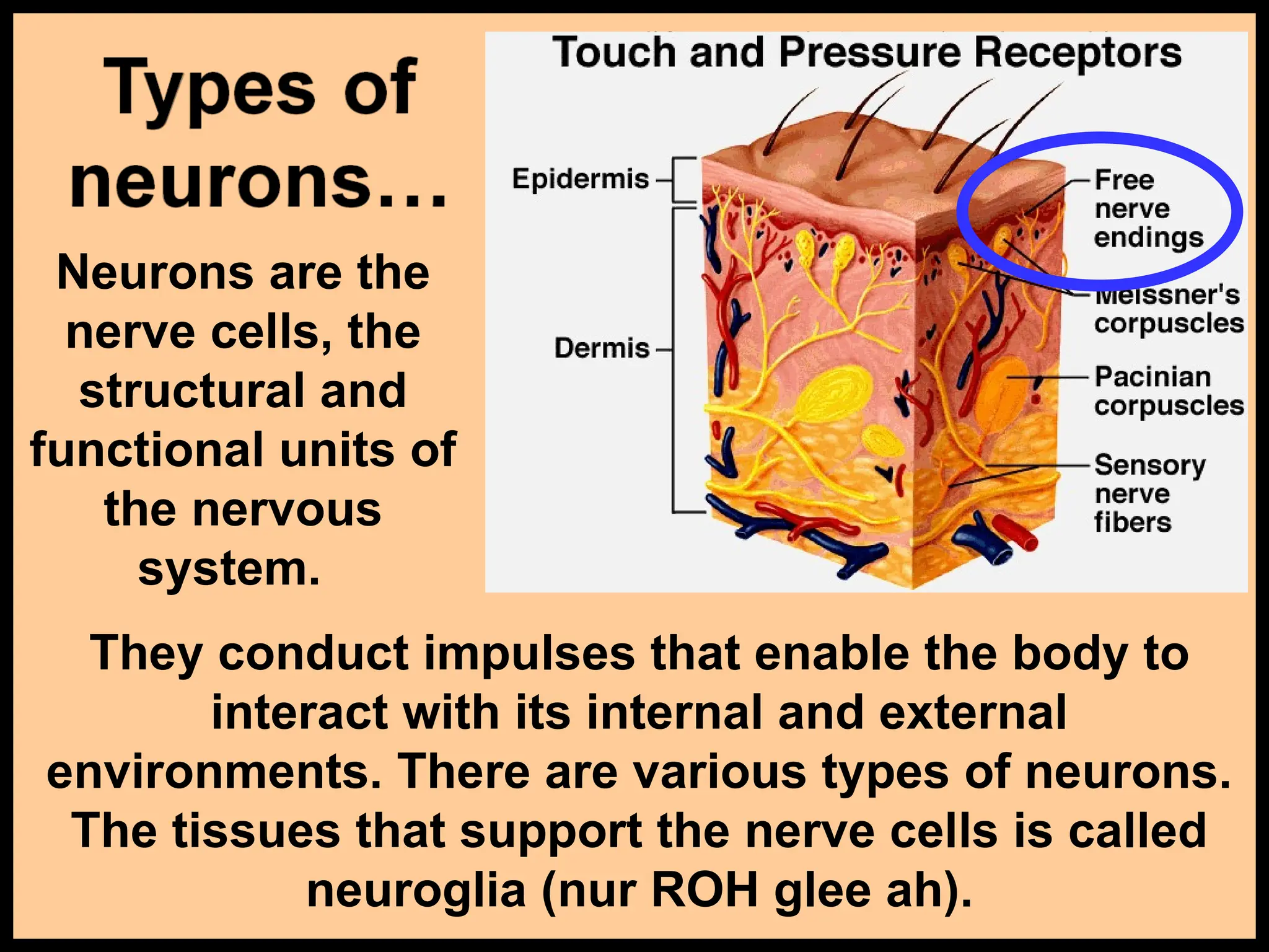 Anatomy and Physiology of the Nervous System | PPT