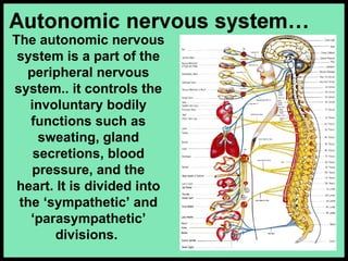Anatomy and Physiology of the Nervous System | PPT