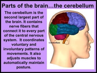 Parts of the brain…the cerebellum
The cerebellum is the
second largest part of
the brain. It contains
nerve fibers that
connect it to every part
of the central nervous
system. It coordinates
voluntary and
involuntary patterns of
movements. It also
adjusts muscles to
automatically maintain
posture.
 