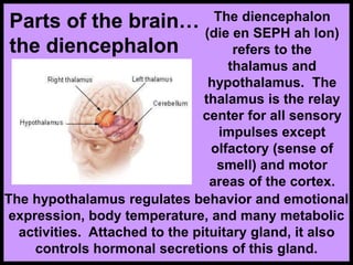 Parts of the brain…
the diencephalon
The diencephalon
(die en SEPH ah lon)
refers to the
thalamus and
hypothalamus. The
thalamus is the relay
center for all sensory
impulses except
olfactory (sense of
smell) and motor
areas of the cortex.
The hypothalamus regulates behavior and emotional
expression, body temperature, and many metabolic
activities. Attached to the pituitary gland, it also
controls hormonal secretions of this gland.
 