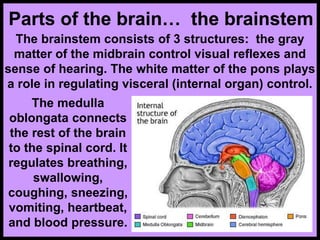 Parts of the brain… the brainstem
The brainstem consists of 3 structures: the gray
matter of the midbrain control visual reflexes and
sense of hearing. The white matter of the pons plays
a role in regulating visceral (internal organ) control.
The medulla
oblongata connects
the rest of the brain
to the spinal cord. It
regulates breathing,
swallowing,
coughing, sneezing,
vomiting, heartbeat,
and blood pressure.
 
