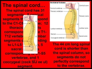 The spinal cord…
The spinal cord has 31
segments: 8 cervical
segments that correspond
to the C1-C8 vertebrae; 12
thoracic segments
corresponding to the T1-
T12 vertebrae; 5 lumbar
segments corresponding
to L1-L5 vertebrae, 5
sacral segments
corresponding to S1-S5
vertebrae, and 1
coccygeal (cock SĬJ ee ul)
segment.
The 44 cm long spinal
cord is shorter than
the spinal column, so
segments do not
perfectly correspond
to the vertebrae.
 
