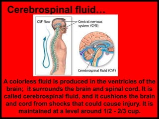 Cerebrospinal fluid…
A colorless fluid is produced in the ventricles of the
brain; it surrounds the brain and spinal cord. It is
called cerebrospinal fluid, and it cushions the brain
and cord from shocks that could cause injury. It is
maintained at a level around 1/2 - 2/3 cup.
 