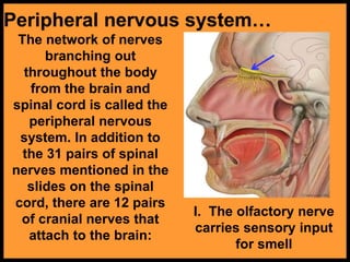 Peripheral nervous system…
The network of nerves
branching out
throughout the body
from the brain and
spinal cord is called the
peripheral nervous
system. In addition to
the 31 pairs of spinal
nerves mentioned in the
slides on the spinal
cord, there are 12 pairs
of cranial nerves that
attach to the brain:
I. The olfactory nerve
carries sensory input
for smell
 