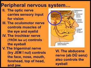 Peripheral nervous system…
II. The optic nerve
carries sensory input
for vision
III. The oculomotor nerve
controls muscles of
the eye and eyelid
IV. The trochlear nerve
(TRŎK lee ur) controls
the eyeball
V. The trigeminal nerve
(try JEM ǐ nul) controls
the face, nose, mouth,
forehead, top of head,
and jaw.
VI. The abducens
nerve (ab DŪ senz)
also controls the
eyeball
 