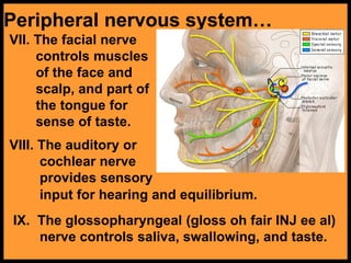Peripheral nervous system…
VII. The facial nerve
controls muscles
of the face and
scalp, and part of
the tongue for
sense of taste.
VIII. The auditory or
cochlear nerve
provides sensory
input for hearing and equilibrium.
IX. The glossopharyngeal (gloss oh fair INJ ee al)
nerve controls saliva, swallowing, and taste.
 