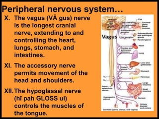 Peripheral nervous system…
X. The vagus (VĀ gus) nerve
is the longest cranial
nerve, extending to and
controlling the heart,
lungs, stomach, and
intestines.
XI. The accessory nerve
permits movement of the
head and shoulders.
XII.The hypoglassal nerve
(hī pah GLOSS ul)
controls the muscles of
the tongue.
 