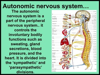 The autonomic
nervous system is a
part of the peripheral
nervous system.. it
controls the
involuntary bodily
functions such as
sweating, gland
secretions, blood
pressure, and the
heart. It is divided into
the ‘sympathetic’ and
‘parasympathetic’
divisions.
Autonomic nervous system…
 