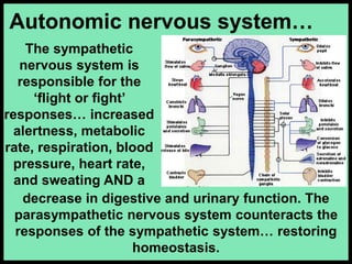 The sympathetic
nervous system is
responsible for the
‘flight or fight’
responses… increased
alertness, metabolic
rate, respiration, blood
pressure, heart rate,
and sweating AND a
Autonomic nervous system…
decrease in digestive and urinary function. The
parasympathetic nervous system counteracts the
responses of the sympathetic system… restoring
homeostasis.
 