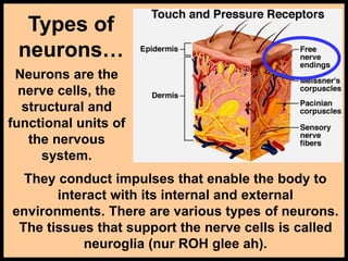 Types of
neurons…
Neurons are the
nerve cells, the
structural and
functional units of
the nervous
system.
They conduct impulses that enable the body to
interact with its internal and external
environments. There are various types of neurons.
The tissues that support the nerve cells is called
neuroglia (nur ROH glee ah).
 