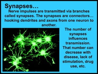 Nerve impulses are transmitted via branches
called synapses. The synapses are connectors…
hooking dendrites and axons from one neuron to
another.
Synapses…
The number of
synapses
influences
transmission.
That number can
decrease with
disease, lack of
stimulation, drug
use, etc.
 