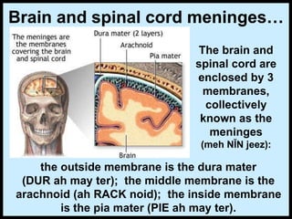 Brain and spinal cord meninges…
The brain and
spinal cord are
enclosed by 3
membranes,
collectively
known as the
meninges
(meh NĬN jeez):
the outside membrane is the dura mater
(DUR ah may ter); the middle membrane is the
arachnoid (ah RACK noid); the inside membrane
is the pia mater (PIE ah may ter).
 
