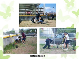Reforestación
 