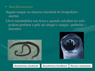 • Ancilóstomas
Sugam sangue na mucosa intestinal do hospedeiro-
anemia
Ovos transmitidos nas fezes e quando eclodem no solo
podem perfurar a pele até atingir o sangue –pulmões –
intestino
Ancylostoma duodenale Ancylostoma braziliense Necator americanus
 