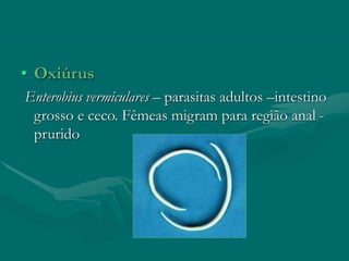 • Oxiúrus
Enterobius vermiculares – parasitas adultos –intestino
grosso e ceco. Fêmeas migram para região anal -
prurido
 