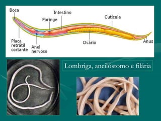 Lombriga, ancilóstomo e filária
 