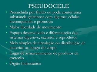 PSEUDOCELE
• Preenchida por fluido ou pode conter uma
substância gelatinosa com algumas células
mesenquimais e promove:
• Maior liberdade de movimento
• Espaço desenvolvido e diferenciação dos
sistemas digestivo, excretor e reprodutor
• Meio simples de circulação ou distribuição de
materiais ao longo do corpo
• Lugar de armazenamento de produtos da
excreção
• Órgão hidrostático
 