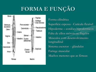 FORMA E FUNÇÃO
• Forma cilíndrica
• Superfície espessa - Cutícula flexível
• Hipoderme – cordões hipodérmicos
• Falta de cílios móveis ou flagelos
• Músculos com desenvolvimento
longitudinal
• Sistema excretor - glândulas
• Faringe muscular
• Machos menores que as fêmeas
 