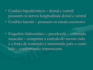 • Cordões hipodérmicos – dorsal e ventral
possuem os nervos longitudinais dorsal e ventral
• Cordões laterais – possuem os canais excretores
• Esqueleto hidrostático – pseudocele – contração
muscular – comprime a cutícula do mesmo lado
e a força de contração é transmitida para o outro
lado – conformação serpenteante.
 