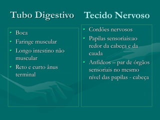 Tubo Digestivo
• Boca
• Faringe muscular
• Longo intestino não
muscular
• Reto e curto ânus
terminal
• Cordões nervosos
• Papilas sensoriais:ao
redor da cabeça e da
cauda
• Anfídeos – par de órgãos
sensoriais no mesmo
nível das papilas - cabeça
Tecido Nervoso
 