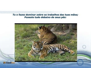 Tu o fazes dominar sobre os trabalhos das tuas mãos;
          Puseste tudo debaixo de seus pés:
 