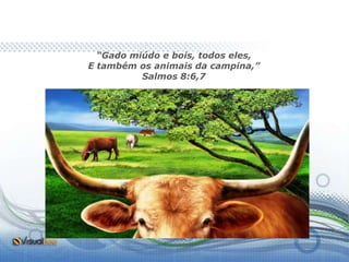 “Gado miúdo e bois, todos eles,
E também os animais da campina,”
          Salmos 8:6,7
 