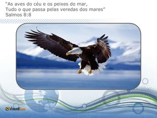 “As aves do céu e os peixes do mar,
Tudo o que passa pelas veredas dos mares”
Salmos 8:8
 