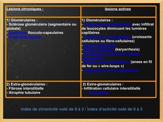 Lésions chroniques :   lésions actives   1) Glomérulaires : - Sclérose glomérulaire (segmentaire ou globale) -  Synéchies  flocculo-capsulaires -  Croissants fibreux   1) Glomérulaires : -  Prolifération endocapillaire  avec infiltrat de leucocytes diminuant les lumières capillaires -  Prolifération extracapillaire  (croissants cellulaires ou fibro-cellulaires) -  Nécrose fibrinoïde -  Débris cellulaires  (karyorrhexis) -  Rupture de la membrane basale glomérulaire -  Dépôts sous-endothéliaux  (anses en fil de fer ou « wire-loops »)  -  Aggrégats d'immunoglobulines 2) Extra-glomérulaires :  - Fibrose interstitielle - Atrophie tubulaire   2) Extra-glomérulaires : - Infiltration cellulaire interstitielle Vascularite index de chronicité noté de 0 à 3 / index d’activité noté de 0 à 3  