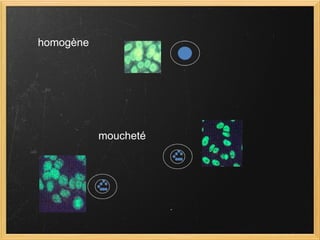 homogène moucheté 