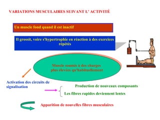 VARIATIONS MUSCULAIRES SUIVANT L' ACTIVITÉ Un muscle fond quand il est inactif Il grossit, voire s'hypertrophie en réaction à des exercices répétés Muscle soumis à des charges  plus élevées qu'habituellement Activation des circuits de signalisation Production de nouveaux composants Apparition de nouvelles fibres musculaires Les fibres rapides deviennent lentes 