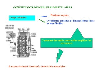 CONSTITUANTS DES CELLULES MUSCULAIRES Longs cylindres Plusieurs noyaux Cytoplasme constitué de longues fibres fines: les myofibrilles Contenant des unités contractiles empilées: les sarcomères Raccourcissement simultané: contraction musculaire 