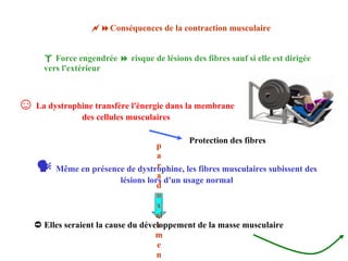  Conséquences de la contraction musculaire    Force engendrée    risque de lésions des fibres sauf si elle est dirigée vers l'extérieur ☺   La dystrophine transfère l'énergie dans la membrane des cellules musculaires Protection des fibres    Même en présence de dystrophine, les fibres musculaires subissent des lésions lors d'un usage normal paradoxalement ➲   Elles seraient la cause du développement de la masse musculaire 