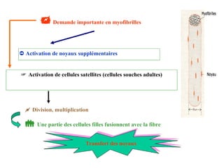    Demande importante en myofibrilles ➲   Activation de noyaux supplémentaires ☞   Activation de cellules satellites (cellules souches adultes)    Division, multiplication    Une partie des cellules filles fusionnent avec la fibre Transfert des noyaux 