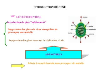 INTRODUCTION DU GÈNE ☞   LE VECTEUR VIRAL Introduction du gène "médicament" Suppression des gènes du virus susceptibles de provoquer une maladie Suppression des gènes assurant la réplication virale ADÉNOVIRUS Infecte le muscle humain sans provoquer de maladie 