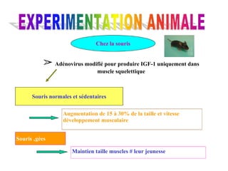 ➢   Adénovirus modifié pour produire IGF-1 uniquement dans muscle squelettique Chez la souris Souris normales et sédentaires Augmentation de 15 à 30% de la taille et vitesse développement musculaire Souris âgées Maintien taille muscles # leur jeunesse 