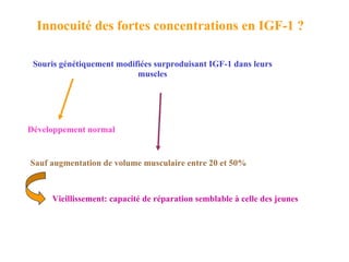 Innocuité des fortes concentrations en IGF-1 ? Souris génétiquement modifiées surproduisant IGF-1 dans leurs muscles Développement normal Sauf augmentation de volume musculaire entre 20 et 50% Vieillissement: capacité de réparation semblable à celle des jeunes 