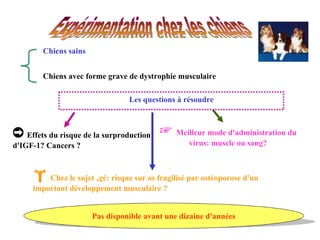 Chiens sains Chiens avec forme grave de dystrophie musculaire ➲   Effets du risque de la surproduction d'IGF-1? Cancers ? ☞   Meilleur mode d'administration du virus: muscle ou sang?    Chez le sujet âgé: risque sur os fragilisé par ostéoporose d'un important développement musculaire ? Pas disponible avant une dizaine d'années Les questions à résoudre 