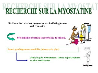 Elle limite la croissance musculaire dès le développement embryonnaire Son inhibition stimule la croissance du muscle. Souris génétiquement modifiée (absence du gène) Muscles plus volumineux: fibres hypertrophiées et plus nombreuses 