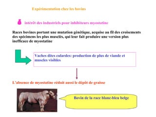 Expérimentation chez les bovins    intérêt des industriels pour inhibiteurs myostatine Races bovines portant une mutation génétique, acquise au fil des croisements des spécimens les plus musclés, qui leur fait produire une version plus inefficace de myostatine Vaches dites culardes: production de plus de viande et muscles visibles L'absence de myostatine réduit aussi le dépôt de graisse Bovin de la race blanc-bleu belge 