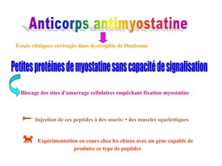 Essais cliniques envisagés dans dystrophie de Duchenne Blocage des sites d'amarrage cellulaires empêchant fixation myostatine    Injection de ces peptides à des souris:  •  des muscles squelettiques    Expérimentation en cours chez les chiens avec un gène capable de produire ce type de peptides 