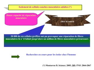 Isolement de cellules souches musculaires adultes (*) Haute capacité de réparation musculaire 20 000 de ces cellules greffées ont pu provoquer une réparation de fibres musculaires là où il fallait jusqu'alors un million de fibres musculaires précurseurs chez la souris  Recherches en cours pour les isoler chez l'homme (*) Montarras D. Science; 2005;  309 ; 5743: 2064-2067 