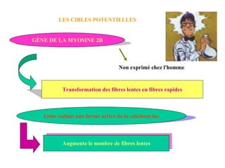LES CIBLES POTENTIELLES GÈNE DE LA MYOSINE 2B Transformation des fibres lentes en fibres rapides Non exprimé chez l'homme Gène codant une forme active de la calcineurine Augmente le nombre de fibres lentes 
