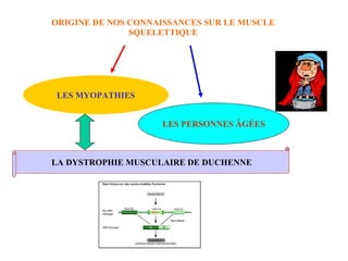ORIGINE DE NOS CONNAISSANCES SUR LE MUSCLE SQUELETTIQUE LES MYOPATHIES LA DYSTROPHIE MUSCULAIRE DE DUCHENNE LES PERSONNES ÂGÉES 
