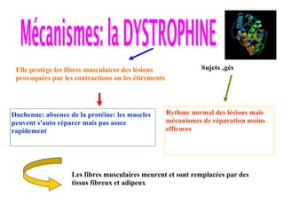 Duchenne: absence de la protéine: les muscles peuvent s'auto réparer mais pas assez rapidement Elle protège les fibres musculaires des lésions provoquées par les contractions ou les étirements Sujets âgés Rythme normal des lésions mais mécanismes de réparation moins efficaces Les fibres musculaires meurent et sont remplacées par des tissus fibreux et adipeux 