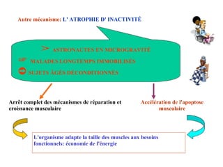 Autre mécanisme:  L' ATROPHIE D' INACTIVITÉ ➢   ASTRONAUTES EN MICROGRAVITÉ ☞   MALADES LONGTEMPS IMMOBILISÉS ➲   SUJETS ÂGÉS DÉCONDITIONNÉS Arrêt complet des mécanismes de réparation et croissance musculaire Accélération de l'apoptose musculaire L'organisme adapte la taille des muscles aux besoins fonctionnels: économie de l'énergie 