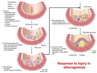(Oxidized LDL)
Response to injury in
atherogenesis
 
