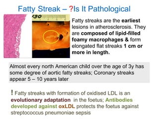 Fatty Streak – ?Is It Pathological
! Fatty streaks with formation of oxidised LDL is an
evolutionary adaptation in the foetus; Antibodies
developed against oxLDL protects the foetus against
streptococcus pneumoniae sepsis
Almost every north American child over the age of 3y has
some degree of aortic fatty streaks; Coronary streaks
appear 5 – 10 years later
Fatty streaks are the earliest
lesions in atherosclerosis. They
are composed of lipid-filled
foamy macrophages & form
elongated flat streaks 1 cm or
more in length.
 