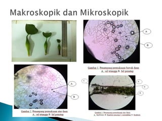 isolasi senyawa non polar dari daun eceng gondok