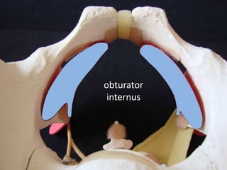 obturator
internus
11
 