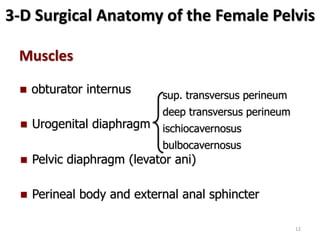 3-D Surgical Anatomy of the Female Pelvis
Muscles
 Urogenital diaphragm
 Pelvic diaphragm (levator ani)
 obturator internus
 Perineal body and external anal sphincter
sup. transversus perineum
deep transversus perineum
ischiocavernosus
bulbocavernosus
12
 